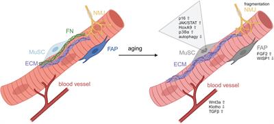 We need to talk—how muscle stem cells communicate